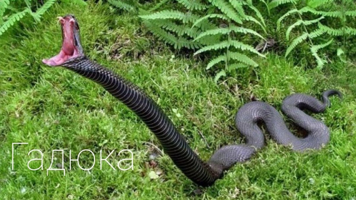 Полоз змея неядовитая белая