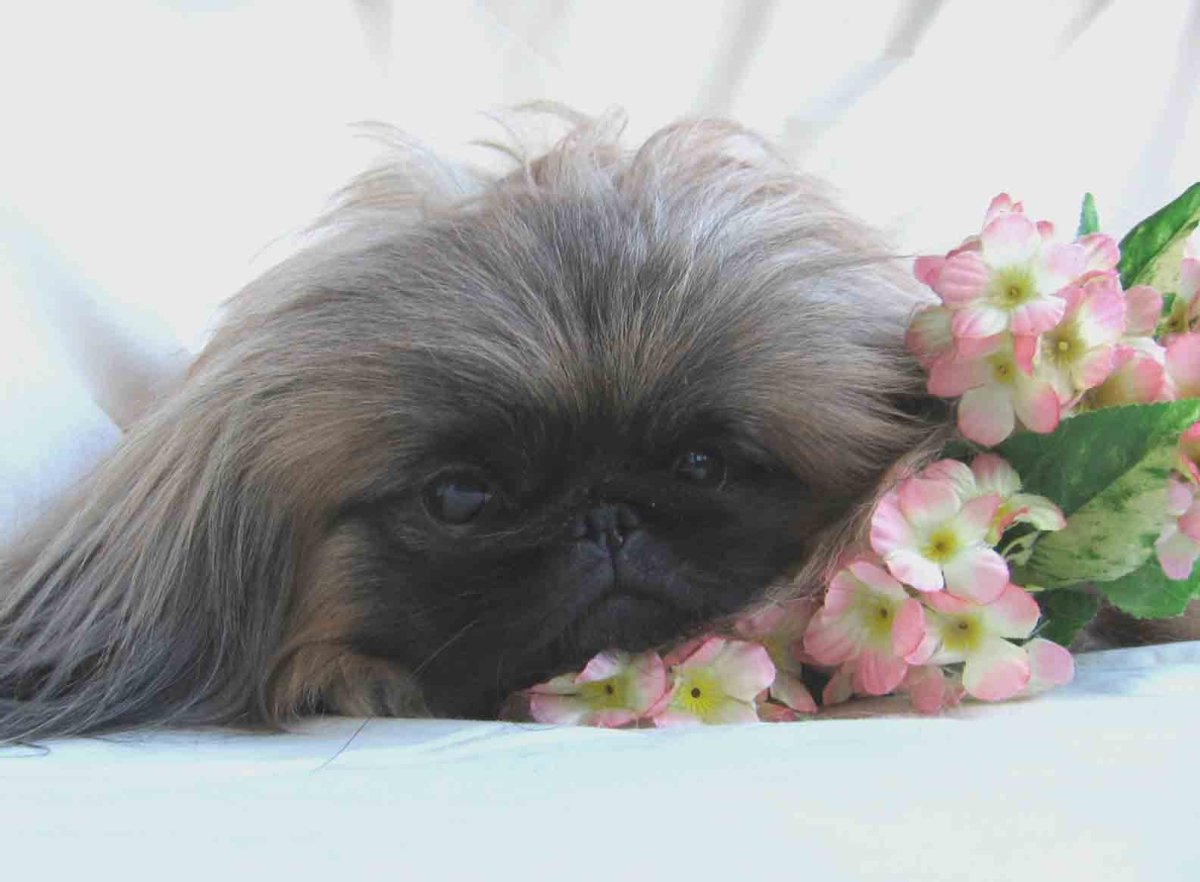 Пекинес с заколочками