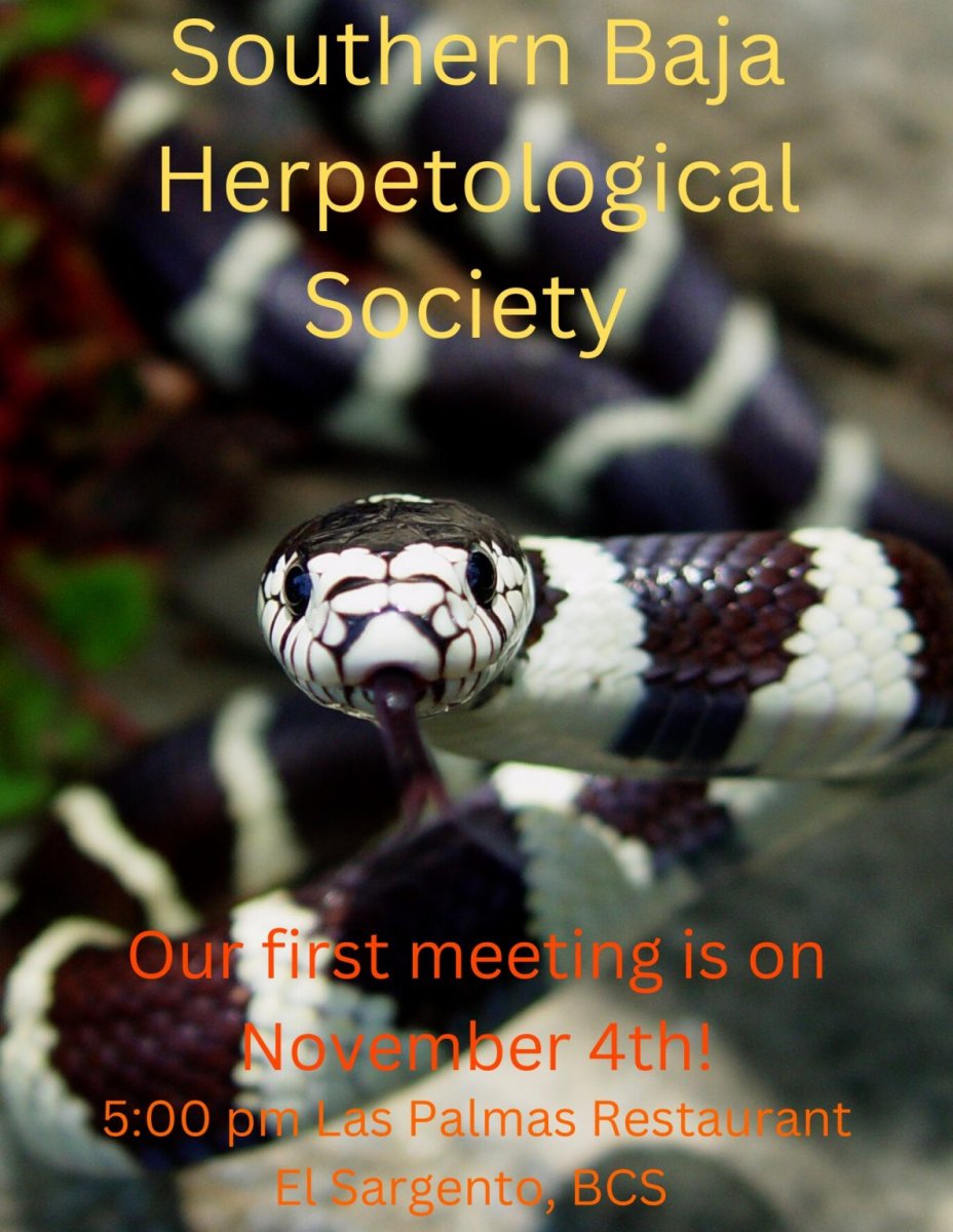 Змея не ядовитая