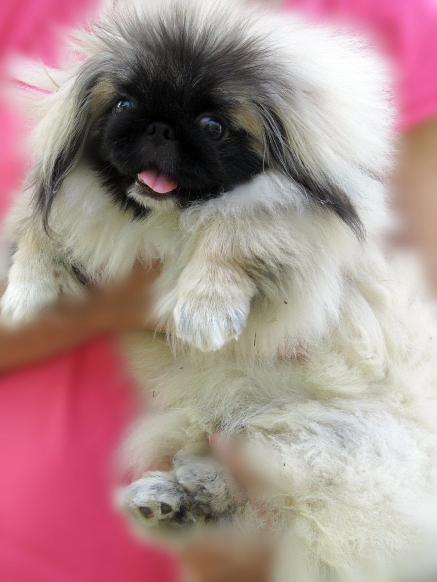 Пекинес короткошерстный