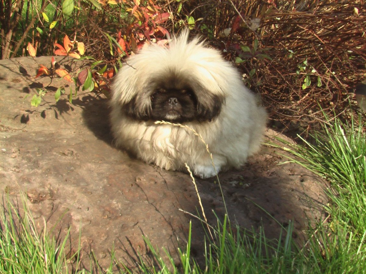 Пекинес щенок и взрослый