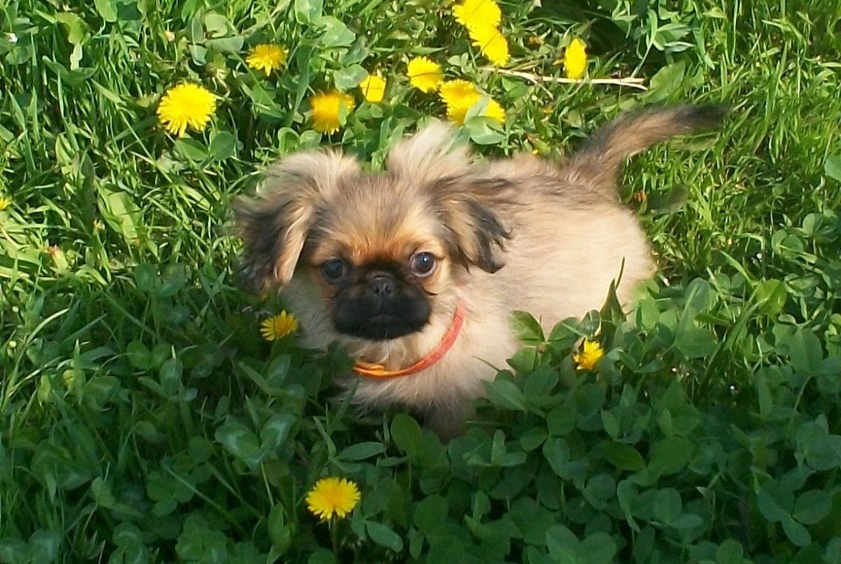 Королевский карликовый Пекинес