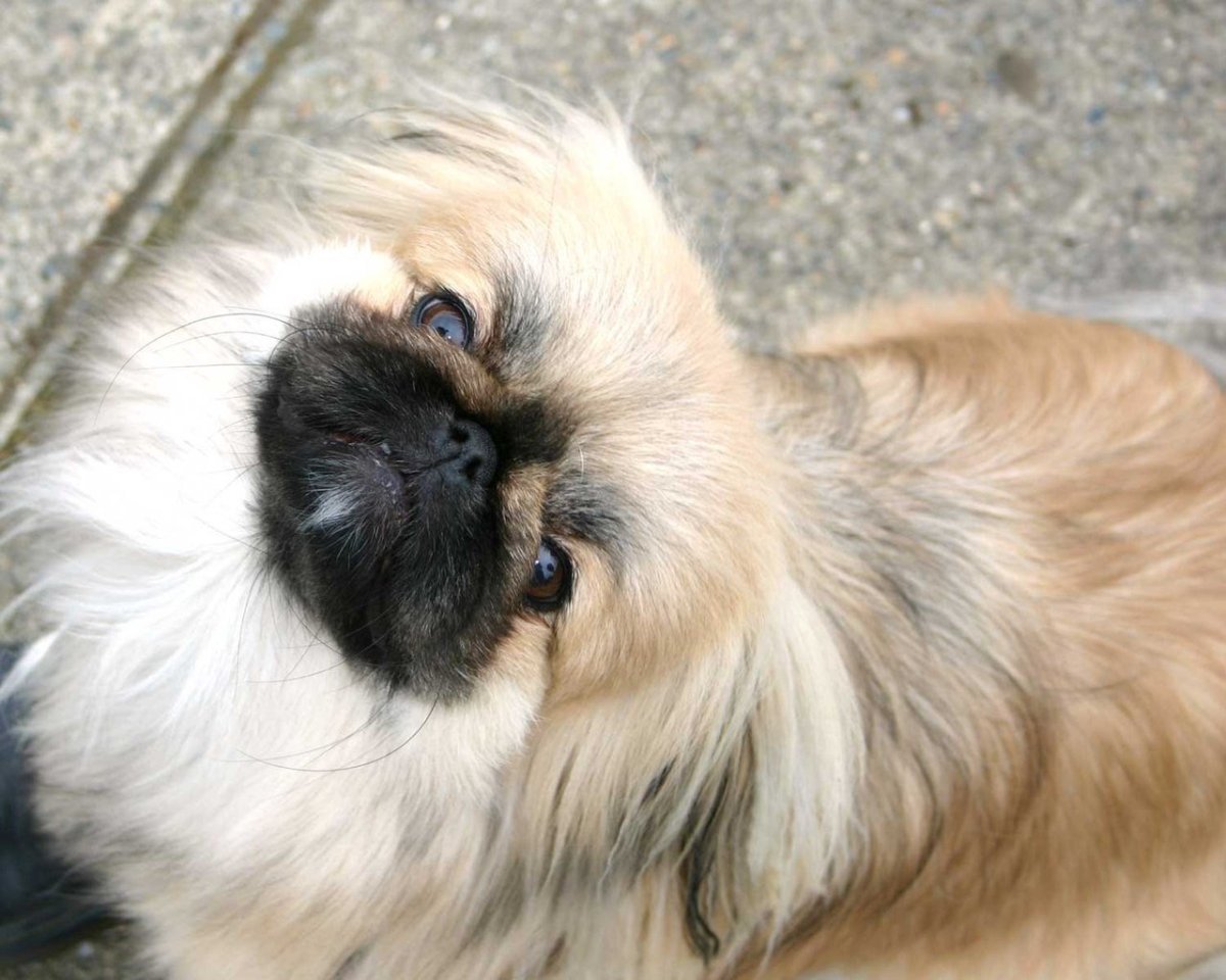 Карликовый Пекинес