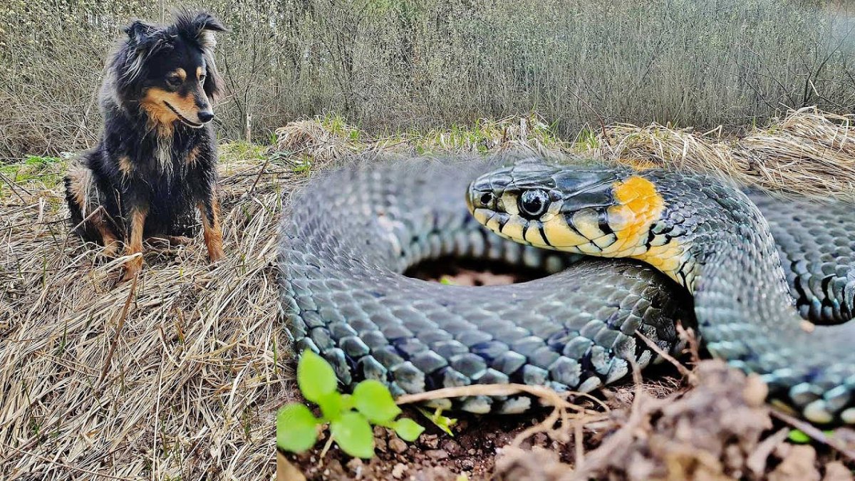 Неядовитая Кобра