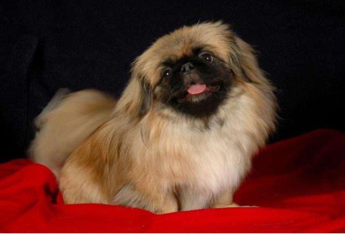 Пекинес щенок