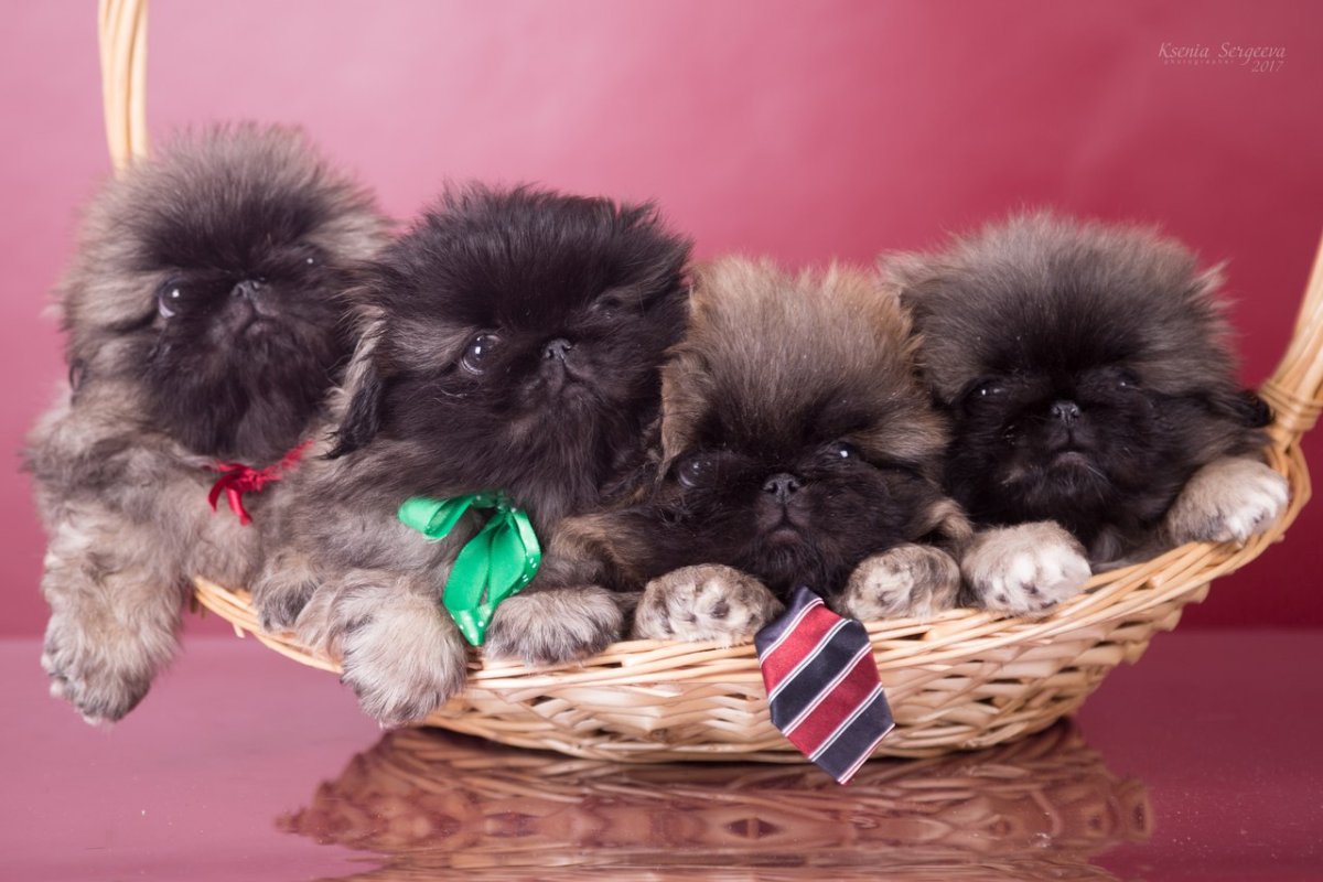 Королевский карликовый Пекинес