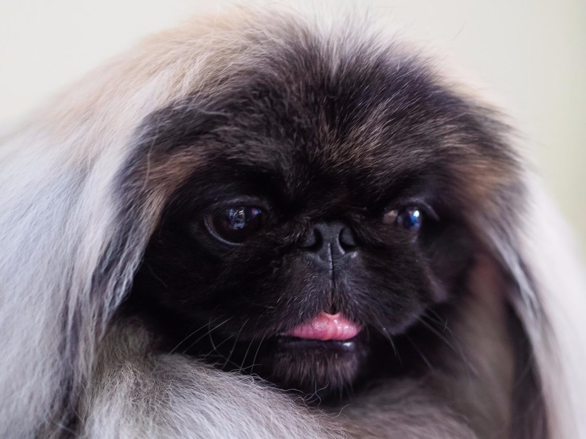 Королевский Пекинес