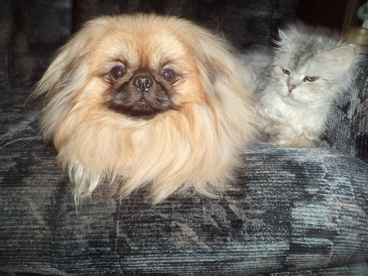 Рыжий гладкошерстный Пекинес