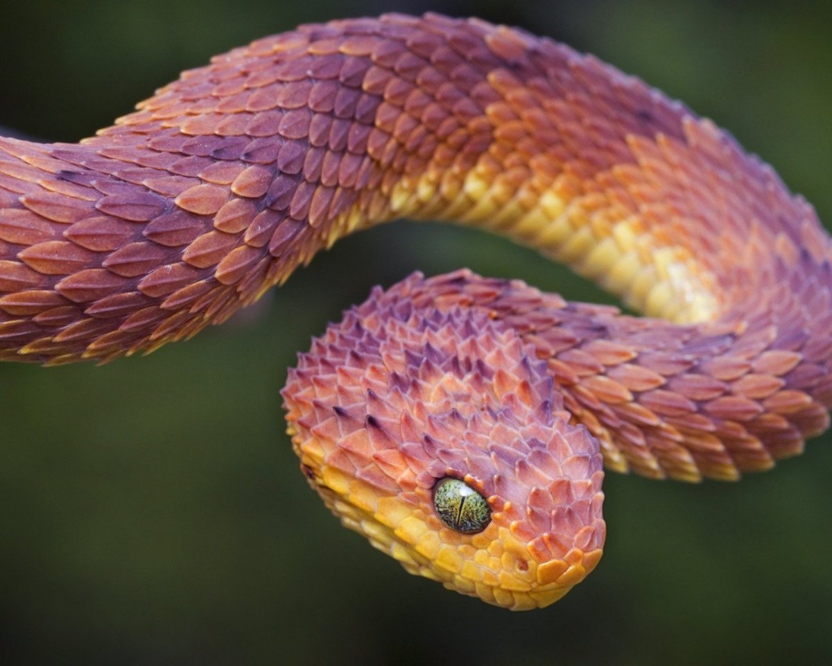 Колючая кустарниковая гадюка красная