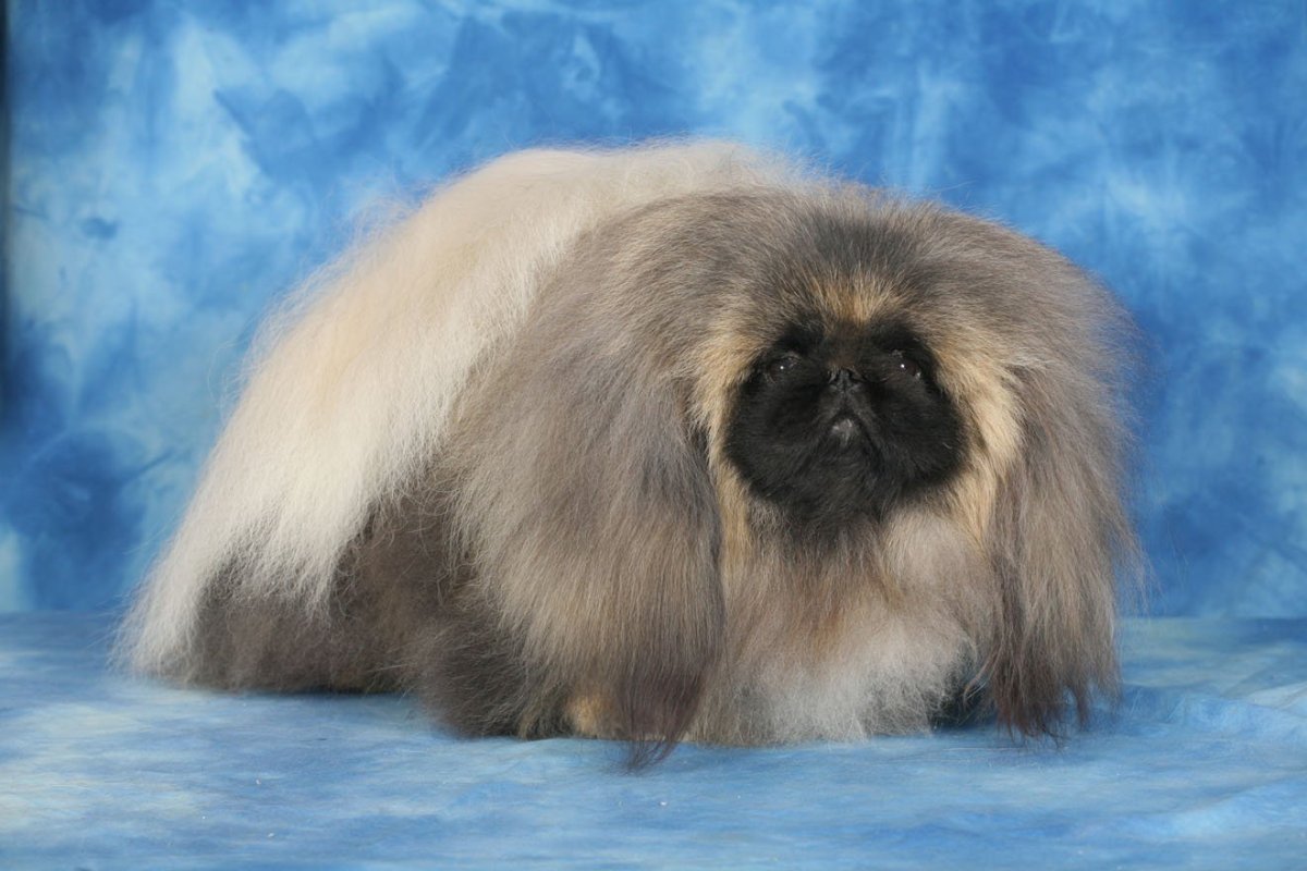 Седой Пекинес