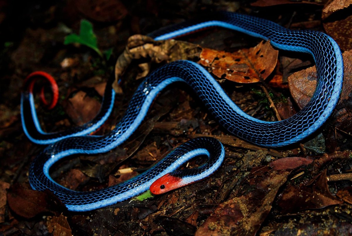 Синий коралловый полоз