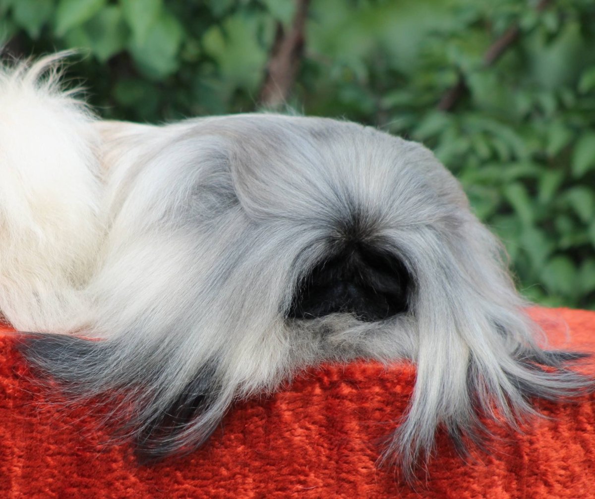 Карликовый Пекинес карликовый Пекинес