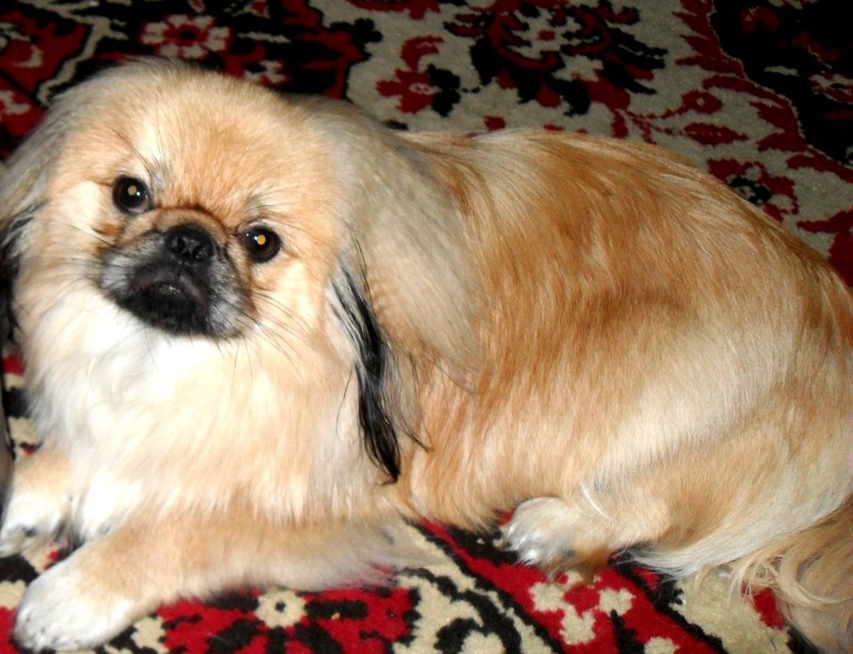 Императорский Пекинес серый