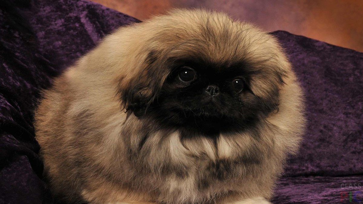 Императорский Пекинес