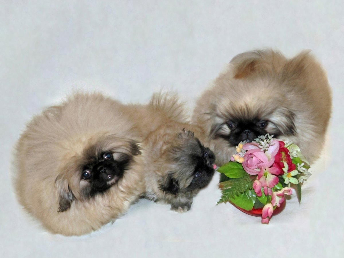 Императорский Пекинес