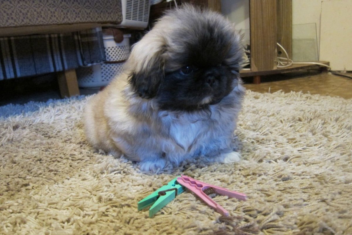 Карликовый Пекинес