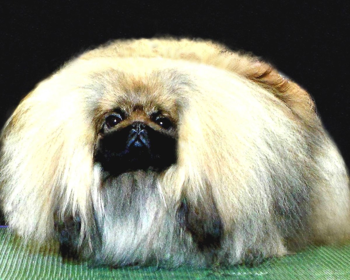 Императорский Пекинес