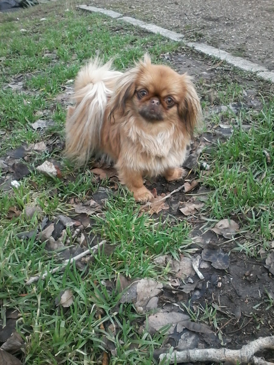 Пекинес королевской породы