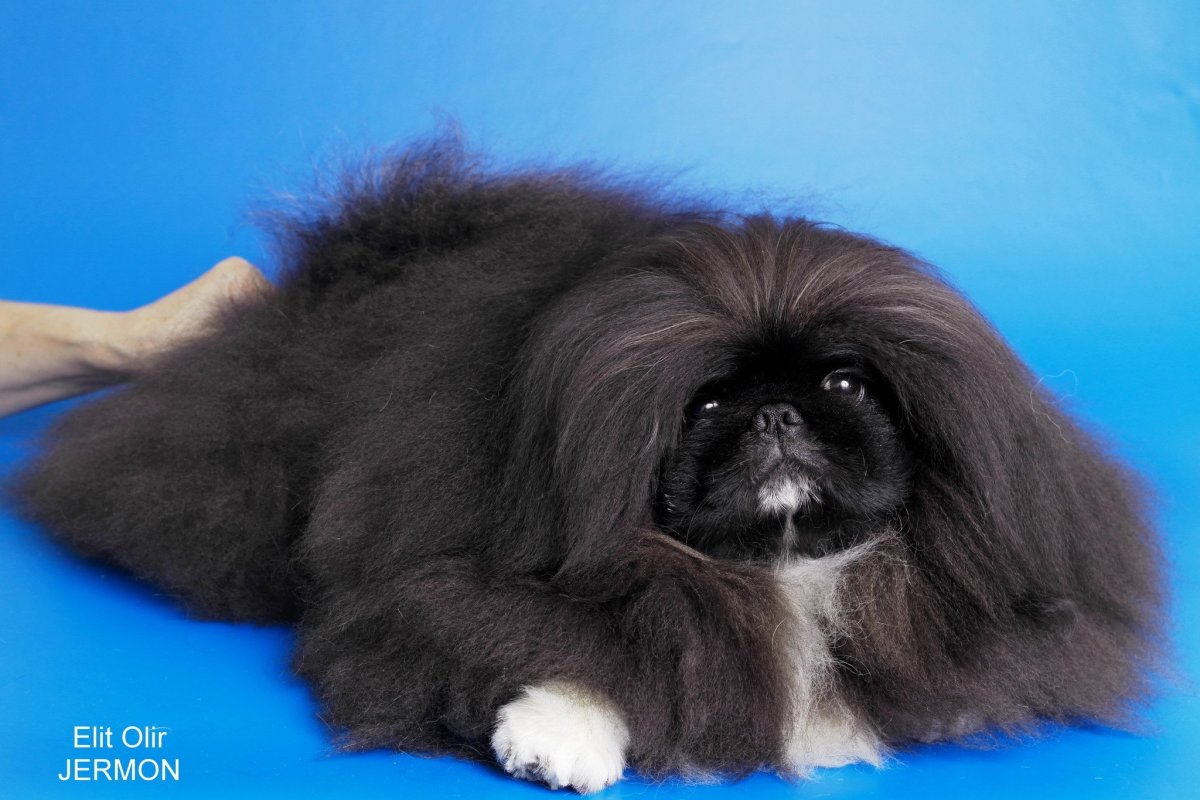 Старотипный Пекинес