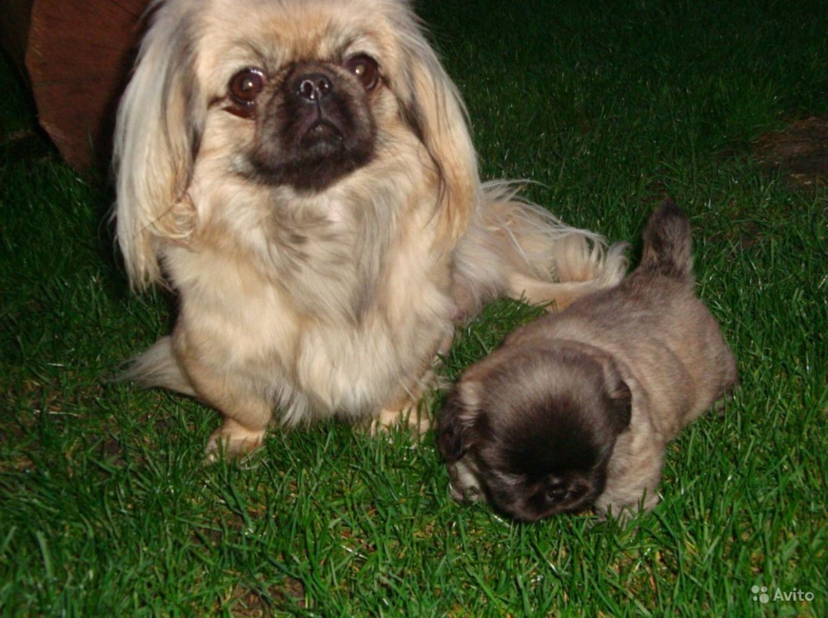 Мини Пекинес