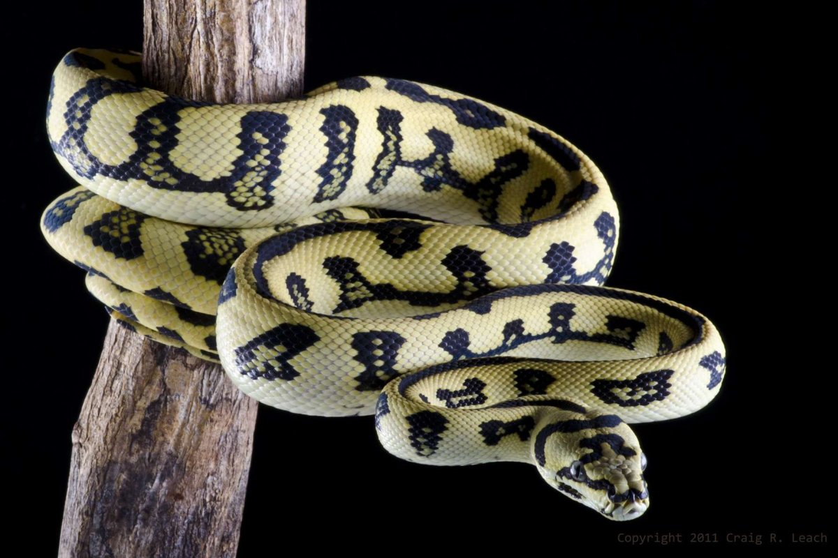 Змеи в качестве домашних любимцев гадюки