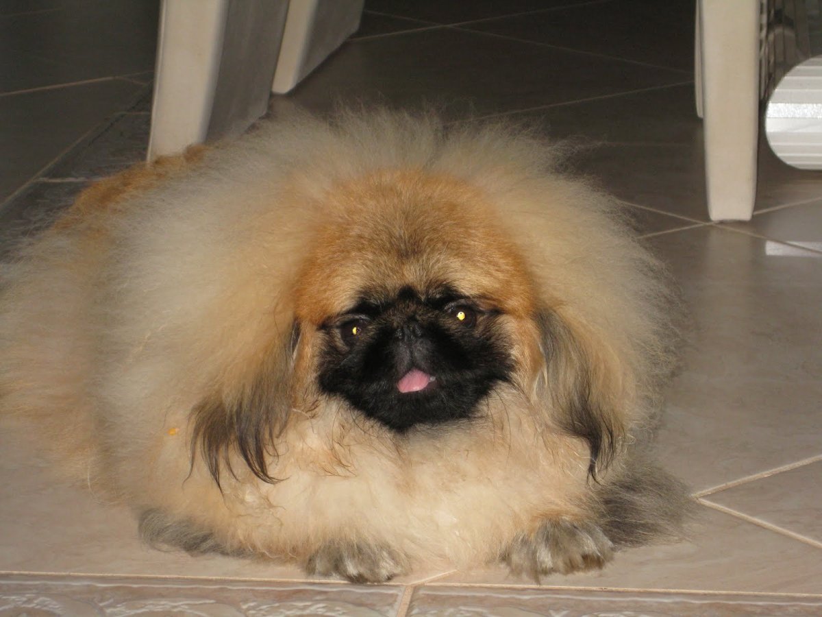 Рукавный Пекинес