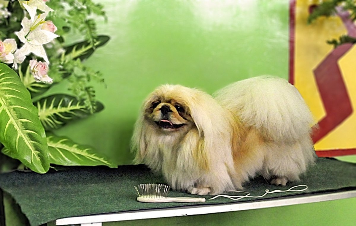 Тибетский Пекинес