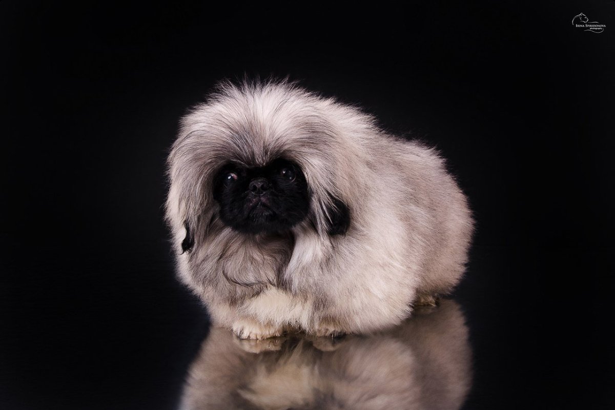 Пекинес короткошерстный