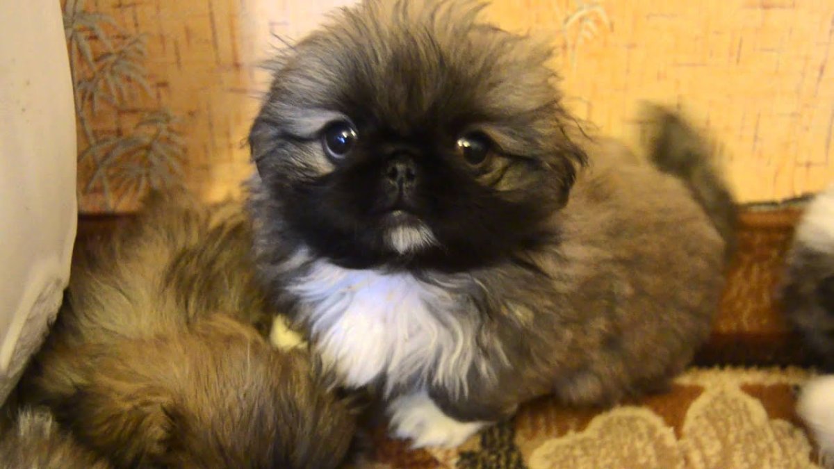 Пекинес короткошерстный