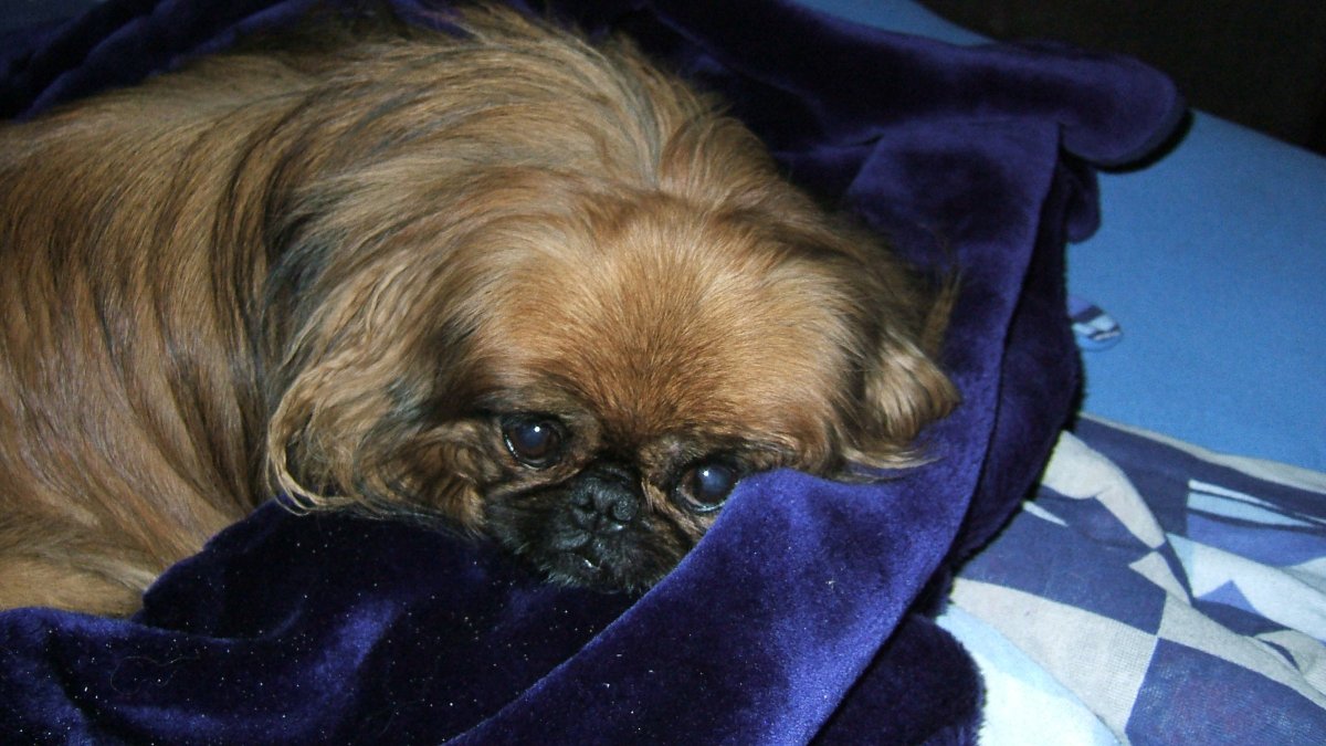 Карликовый Пекинес черный