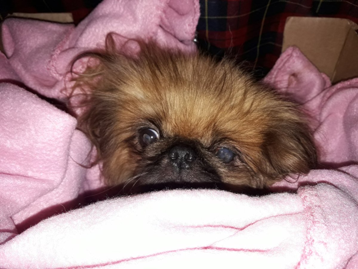 Пекинес и Йоркширский терьер