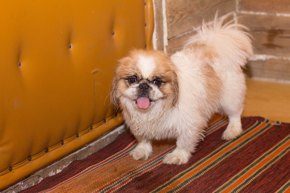 Рукавный Пекинес