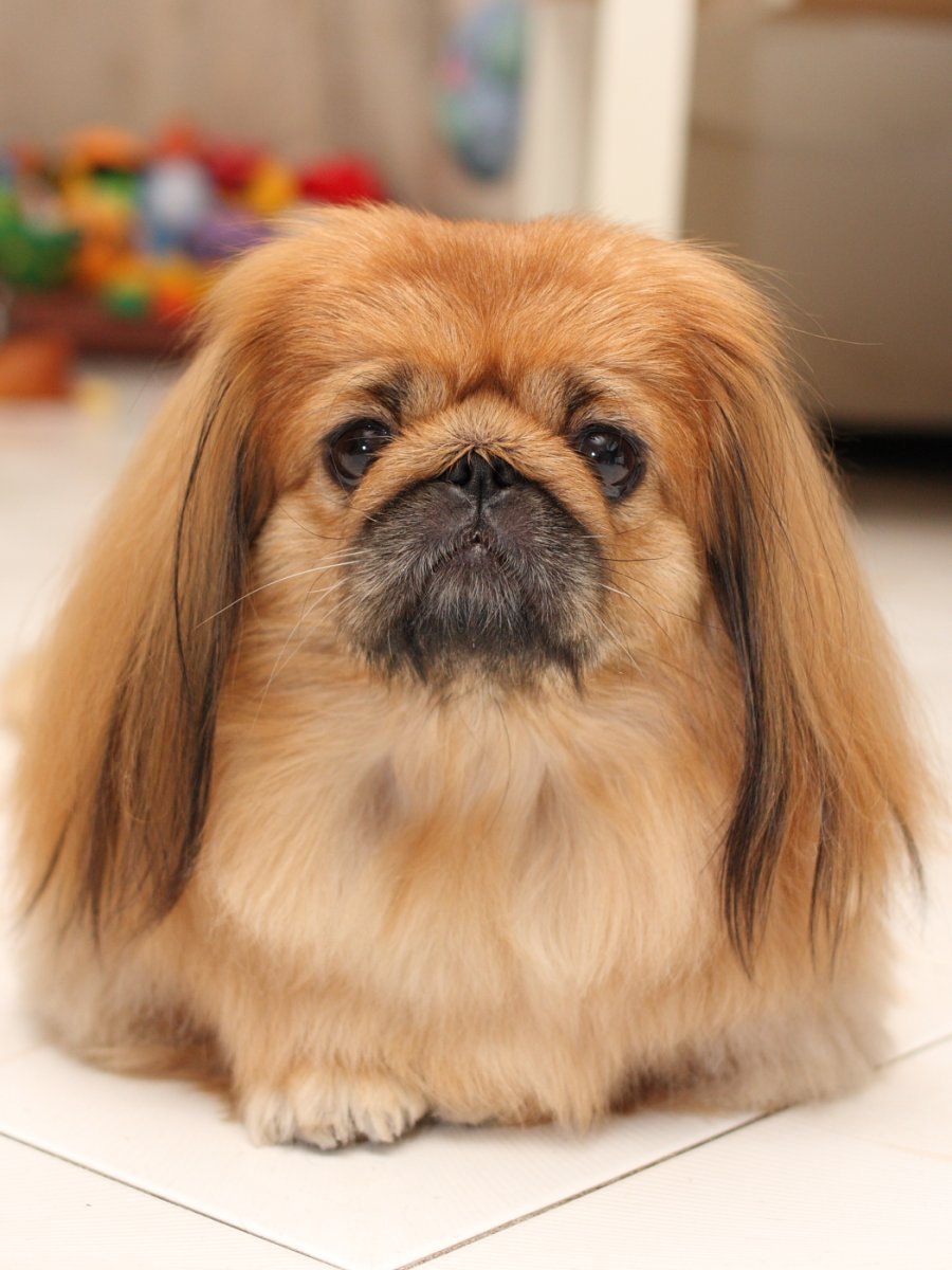 Карликовый Пекинес