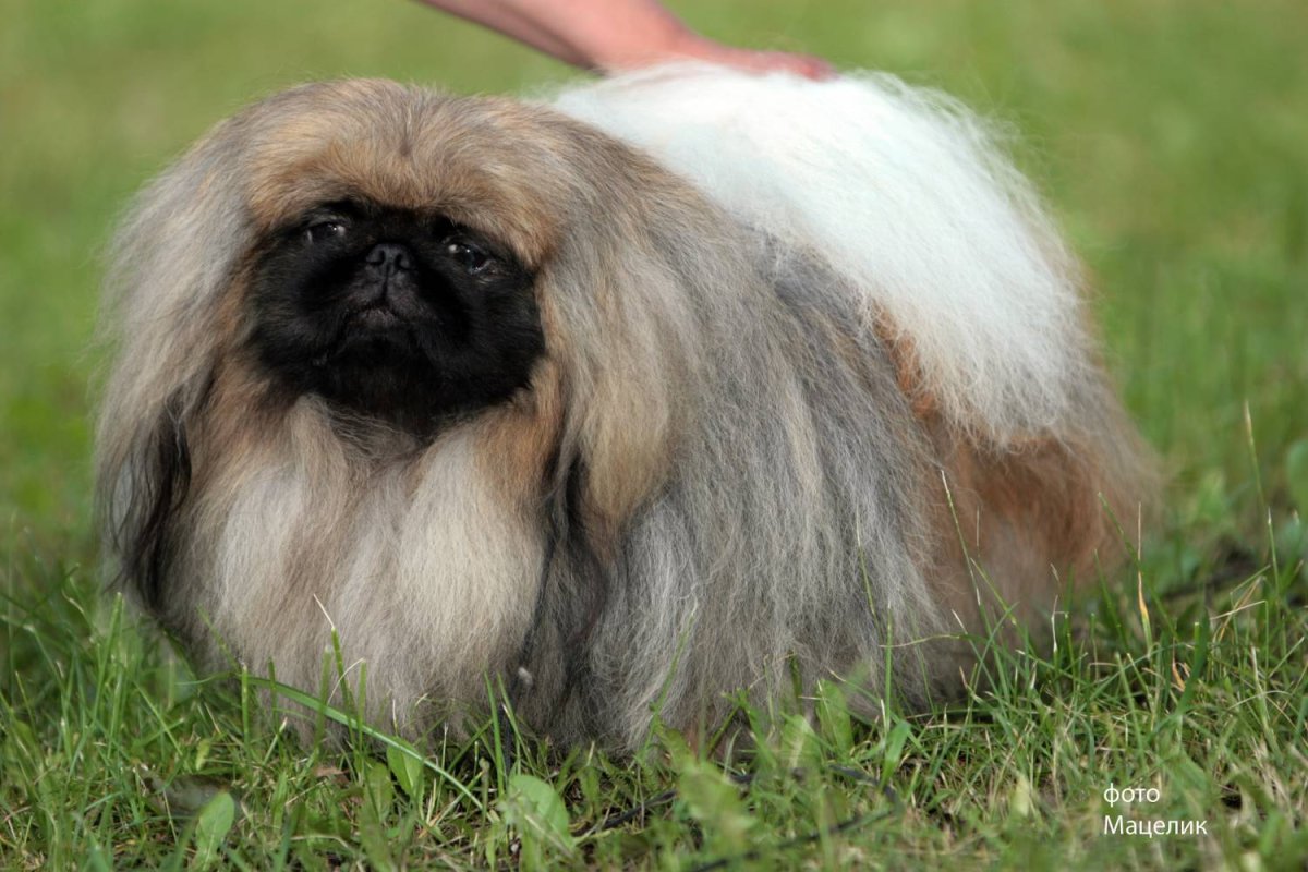Королевский мини Пекинес