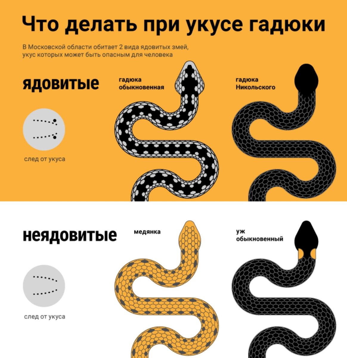 Змея гадюка ядовитая описание