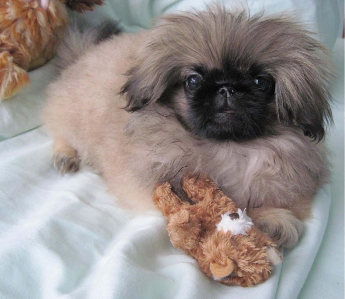 Львиный Пекинес