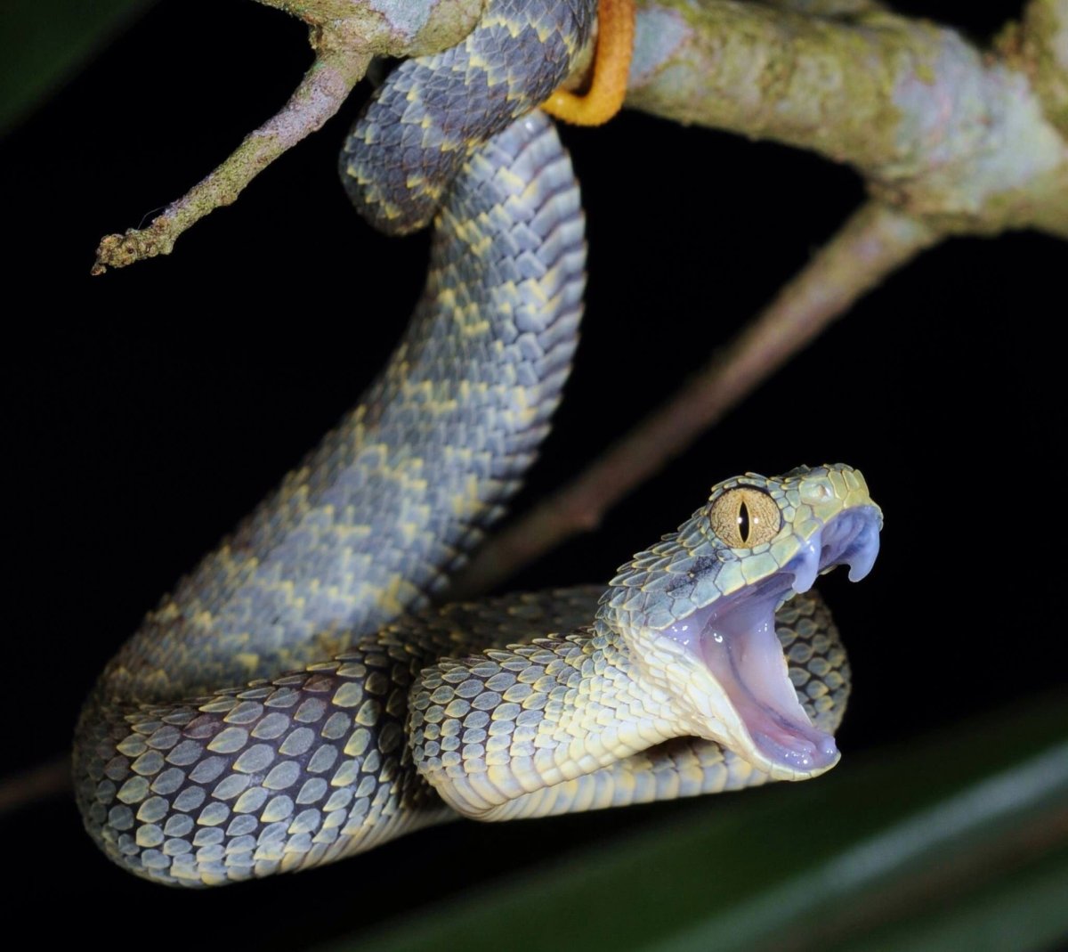 Змея бойга мангровая