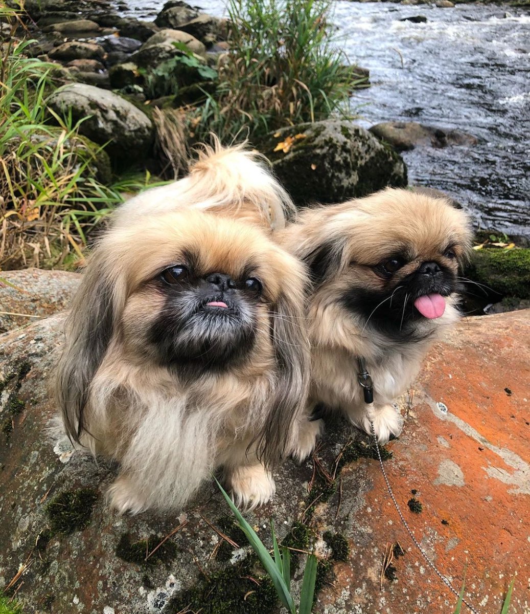 Бойцовский Пекинес