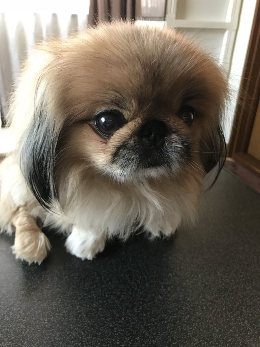 Пекинес в очках