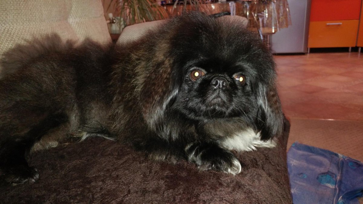 Пекинес персиковый