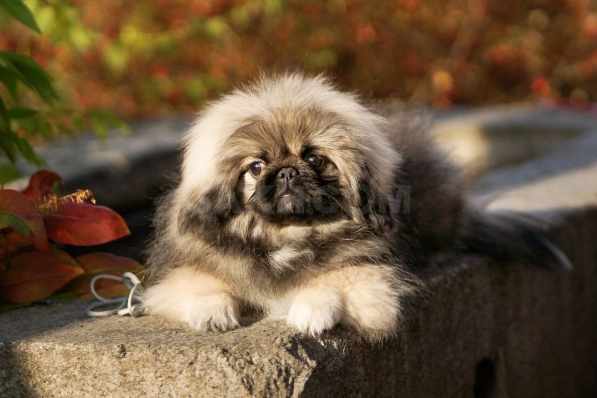 Мини Пекинес карликовый