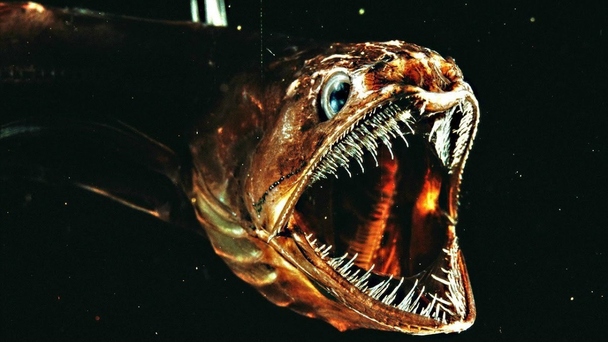 Глубоководные рыбы монстры Марианской впадины