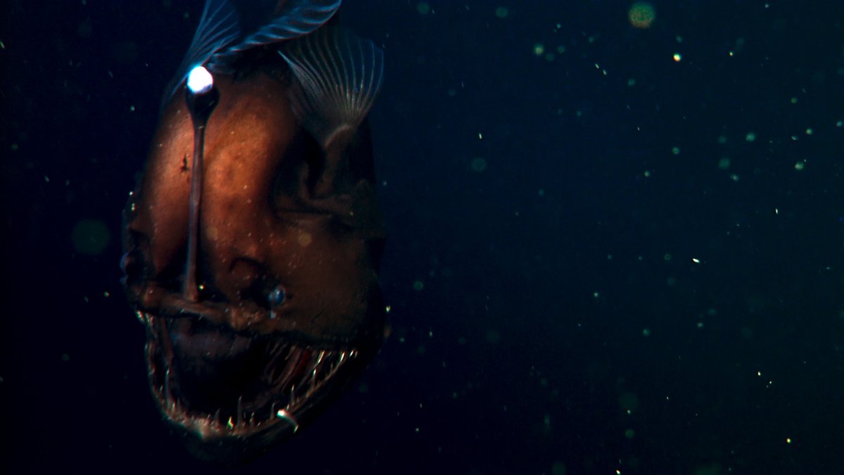 Марианская впадина бездна Челленджера обитатели