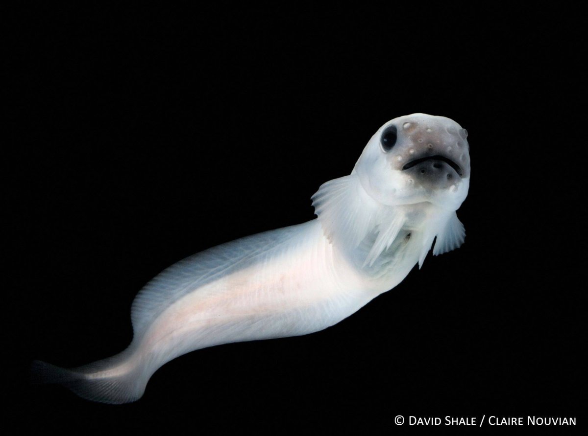 Марианская впадина обитатели