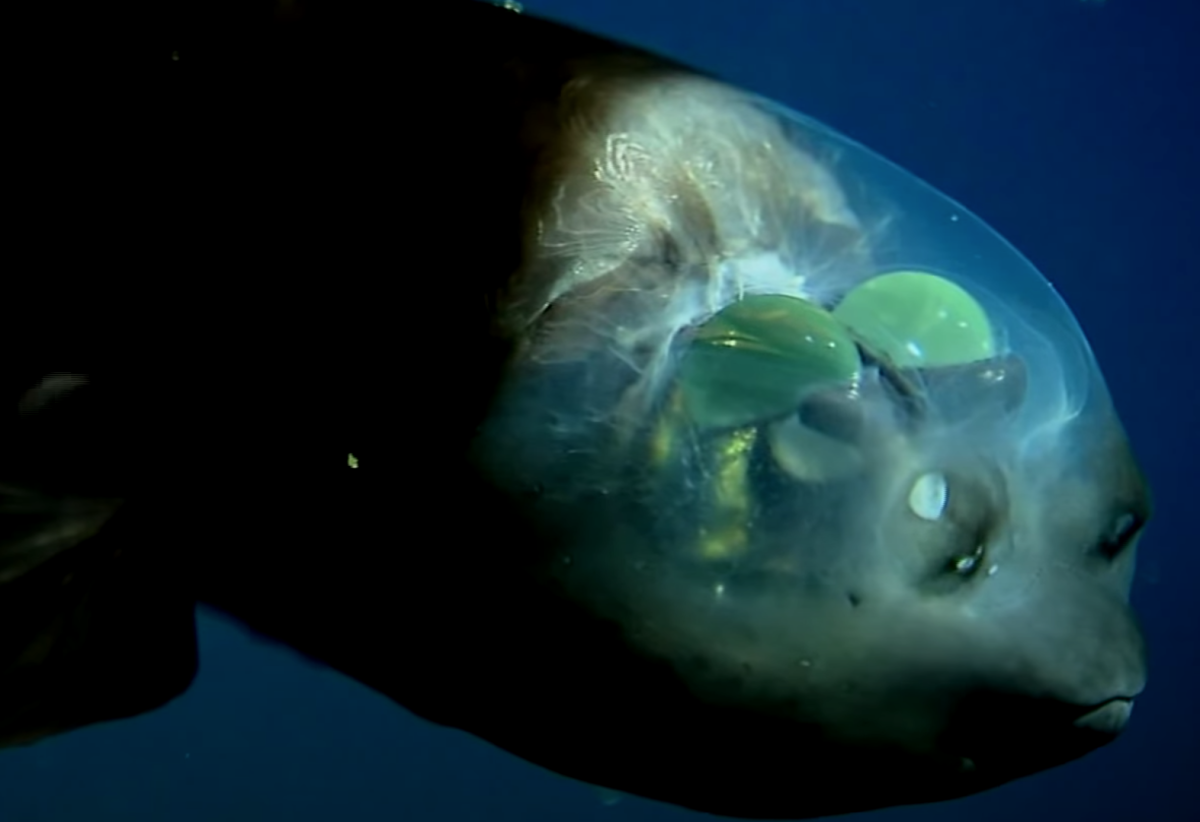 Малоротая макропинна