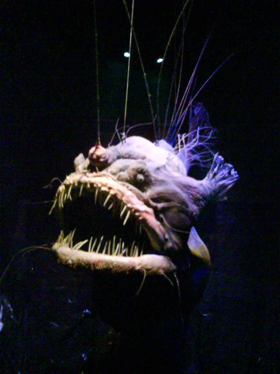 Европейский удильщик