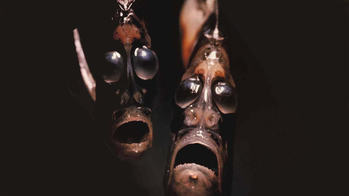 Рыба топорик Марианская впадина