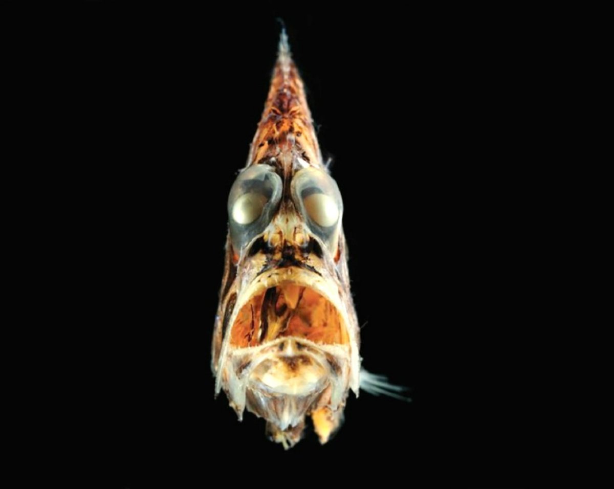 Обитатели бездны