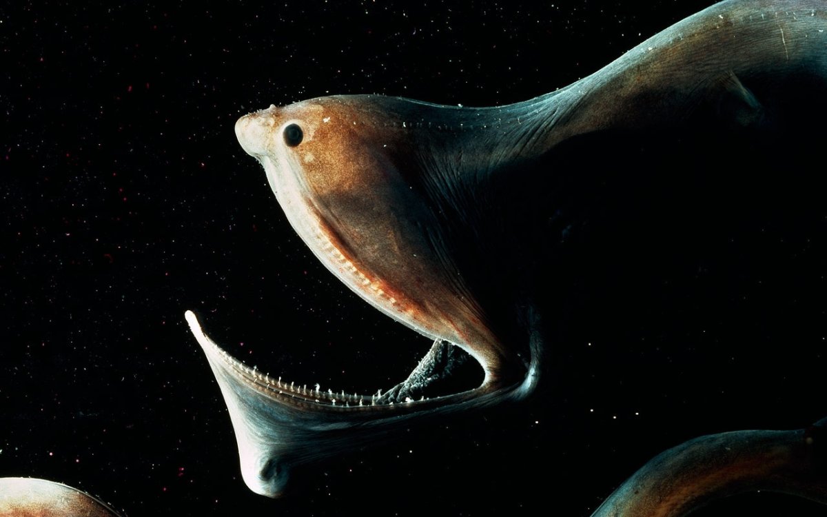 Живоглот Марианская впадина