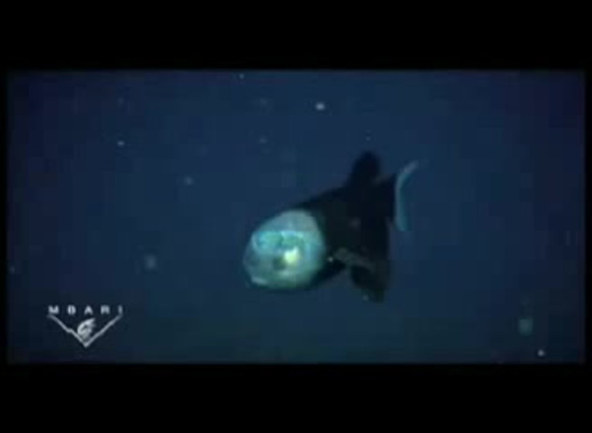 Марианская впадина бочкоглаз